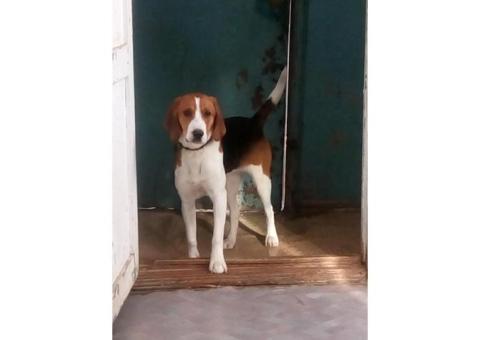 Потеряна эстонская гончая