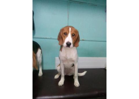 Потеряна эстонская гончая