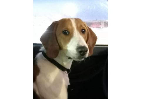 Потеряна эстонская гончая