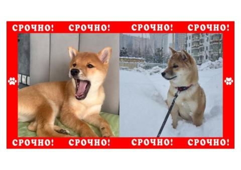 Собака Сиба-Ину пропала в Раменский район, дер. Владимировка
