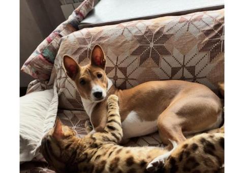 Басенджи,владелец Ольга