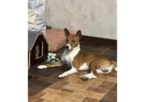 Басенджи,владелец Ольга