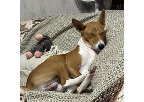 Басенджи,владелец Ольга