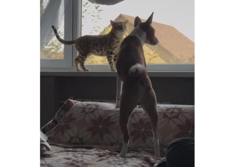 Басенджи,владелец Ольга