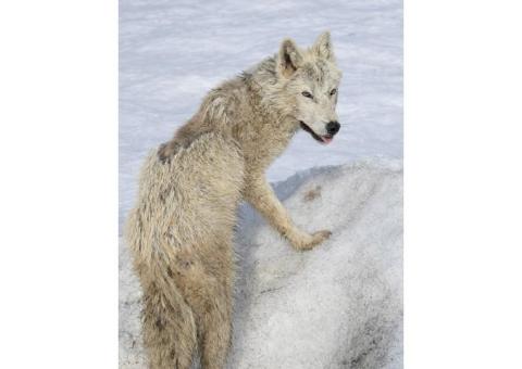 Потерялся метис хаски