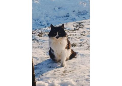 Пропала кошка