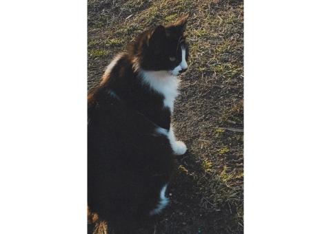 Пропала кошка