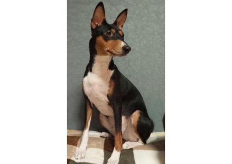 Поиск Басенджи ❗