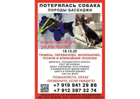 Поиск Басенджи ❗