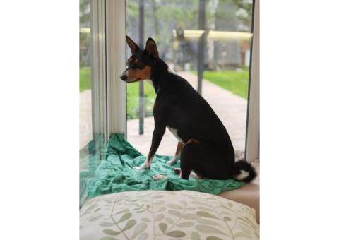 Поиск Басенджи ❗