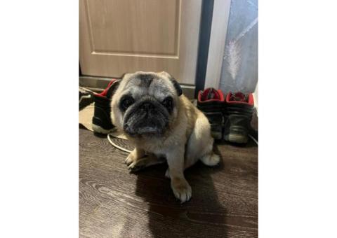 Наидена собака мопс мальчик