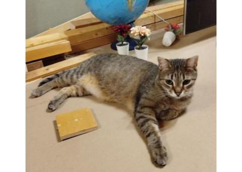 Пропал кот, Казань, п. ШИГАЛИ