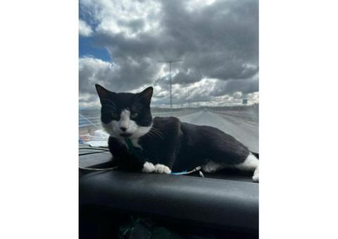 Пропал Кот Паша