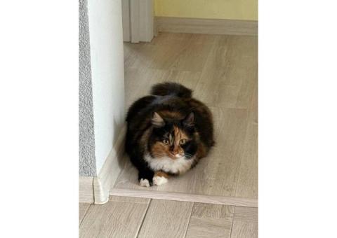 Ауди | беспородная трехцветка | возраст меньше года