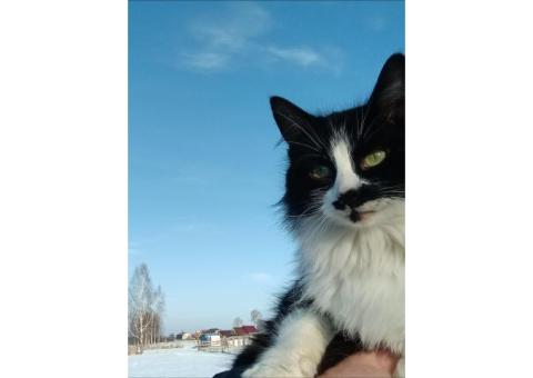 Пропала кошка