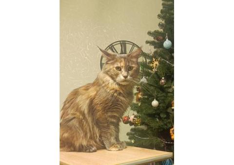 Пропала кошечка мейн-кун