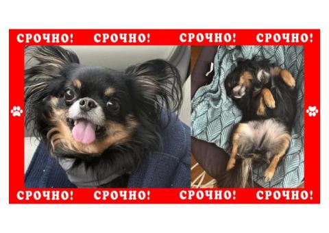 Чихуахуа пропала в Раменском районе