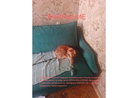 Пропала кошка по адресу улица Перерва д 14