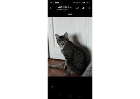 Котик