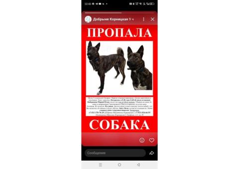 Метис бельгийской овчарки и лайки