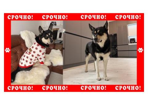 Пропала собака в Химках. Метис, черно-белый окрас.