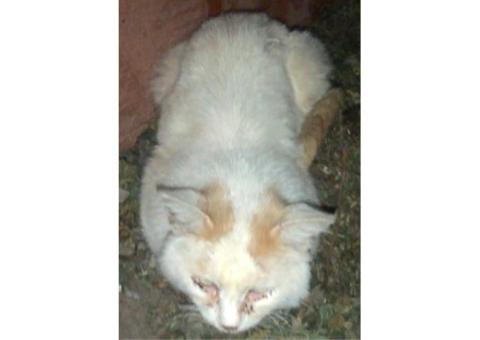 Тула - Пропал белый кот с рыжим хвостом