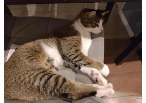 Кот Марсик