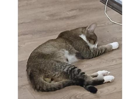 Кот Марсик