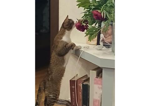 Кот Марсик