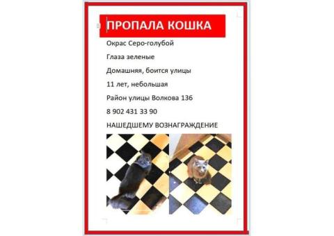 Пропала кошка