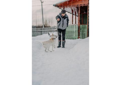 Пропала собака Корейский Чиндо