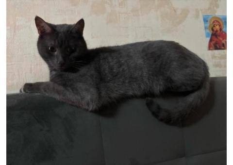 Кот