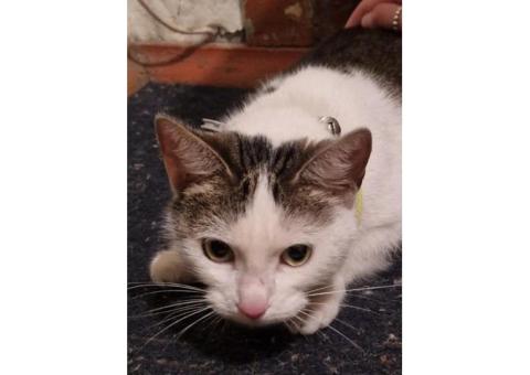 Кошка пятнистая