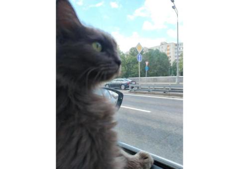 пропала кмолодая кошка