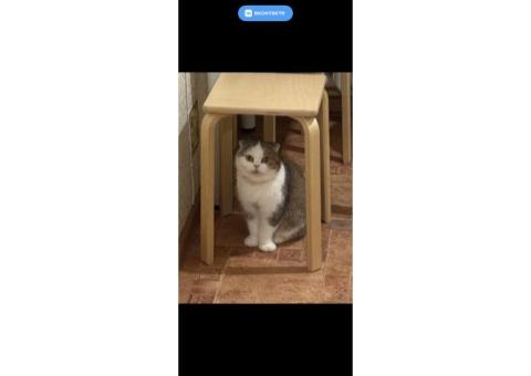 Шотландская вислоухая