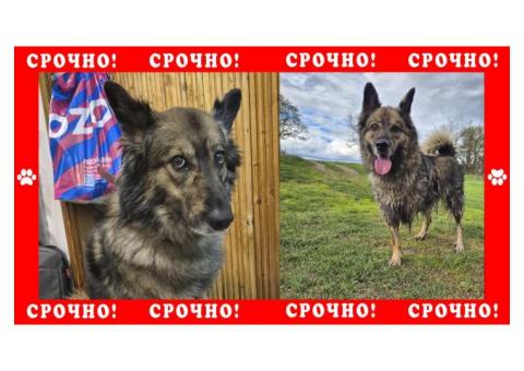 Дворняжка без передней лапы пропала в Ступинском районе. Коломна | Кашира