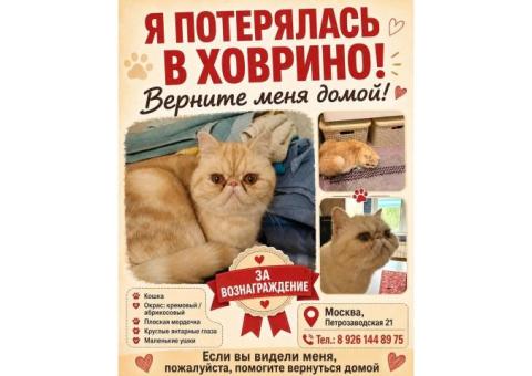 Пропала кошка Молли