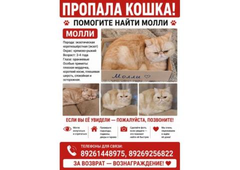Пропала кошка Молли