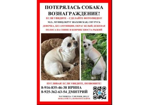 Пропала собака чихуахуа . Шаховской район .ВОЗНАГРАЖДЕНИЕ!!! 89168354638 Ирина,89253626354 Дмитрий