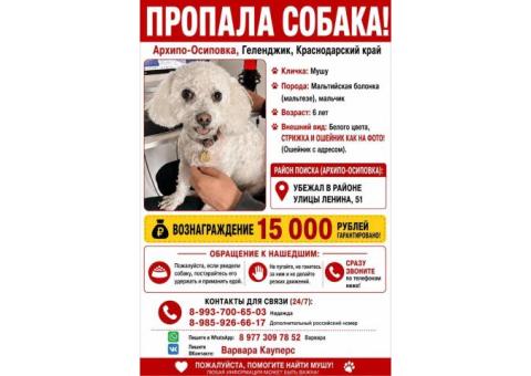 Пропала собака