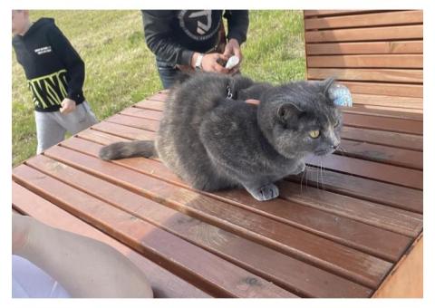 Пропала кошка в г. Сочи