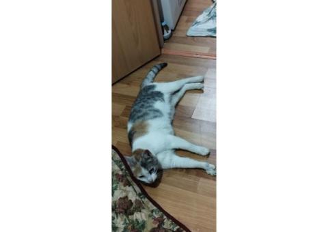 Трехцветная кошка, девочка, домашняя