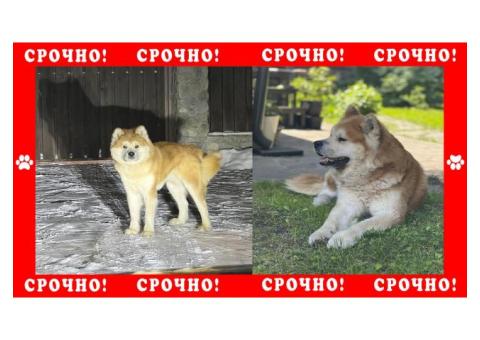 Собака Акита-ину пропала в районе Домодедово