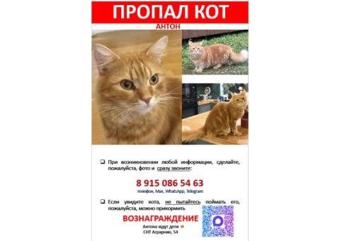 Пропал рыжий кот Антон, СНТ Аграрник, Бутынь, Одинцово