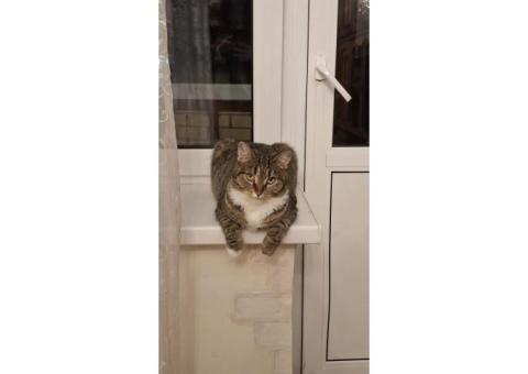 Пропала кошка, не самовыгул!!!