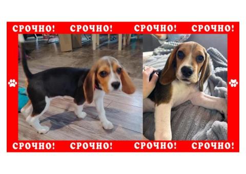 Бигль пропал в Мытищинском районе д. Осташково или Жостово