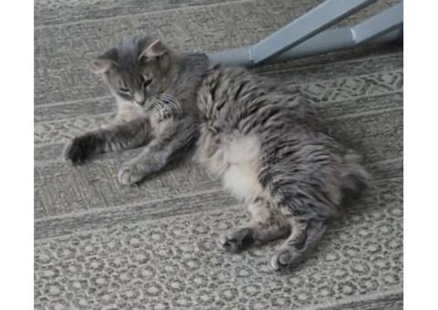 КОШКА БЕЗ ХВОСТА