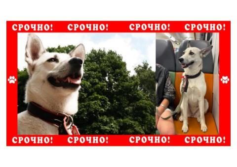 Москва - пропала собака в парке Жужа. Похожа на хаски в черном ошейнике с красной каемкой биркой 059