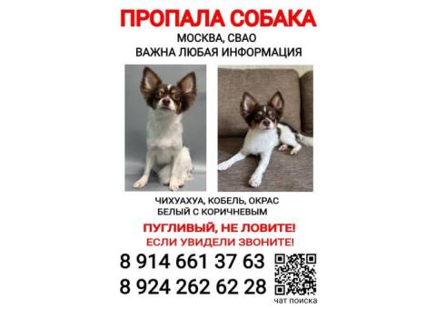 Чихуахуа | Раф