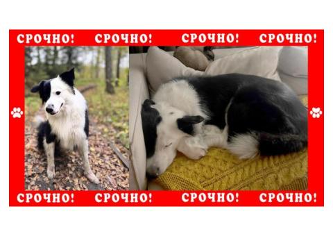 Черно-белая собака пропала в Москве, породы бордер колли